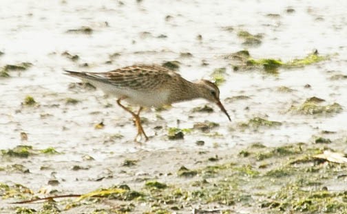 Pectoral Sandpiper - ML623993466