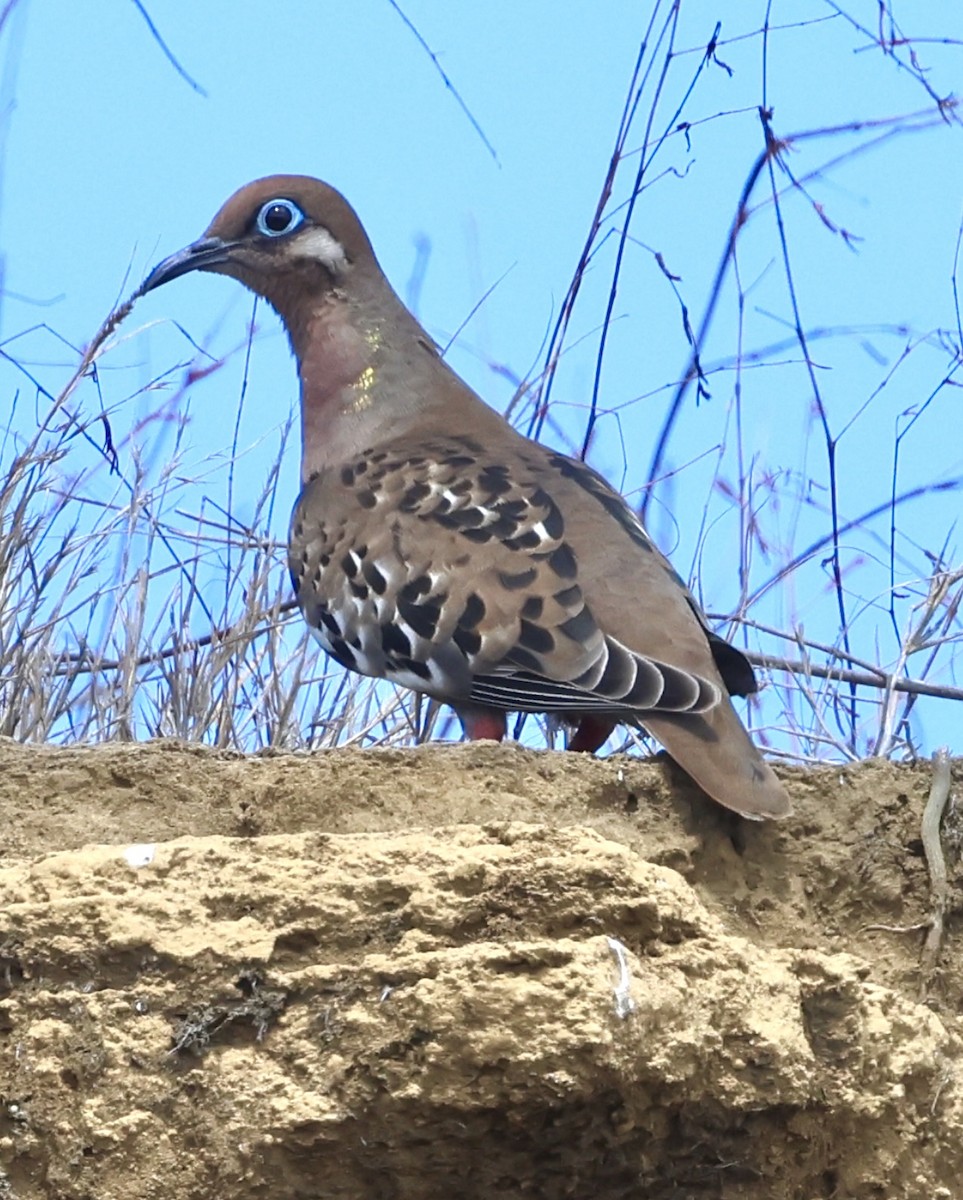 Galapagos Kumrusu - ML623993467