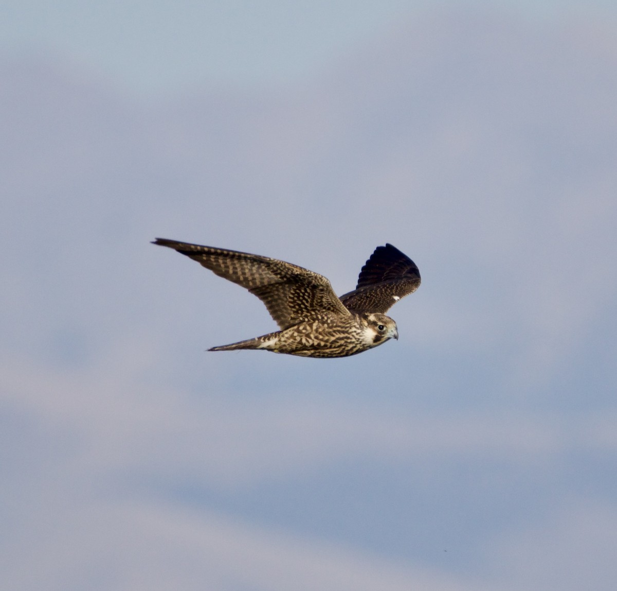 Halcón Peregrino - ML623993475