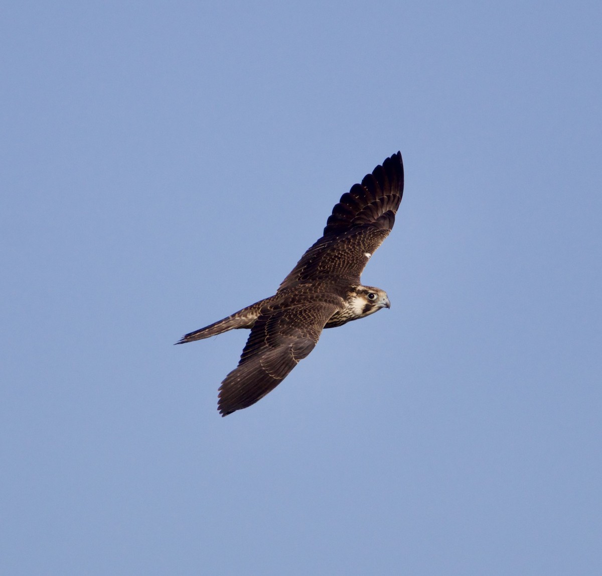 Halcón Peregrino - ML623993477