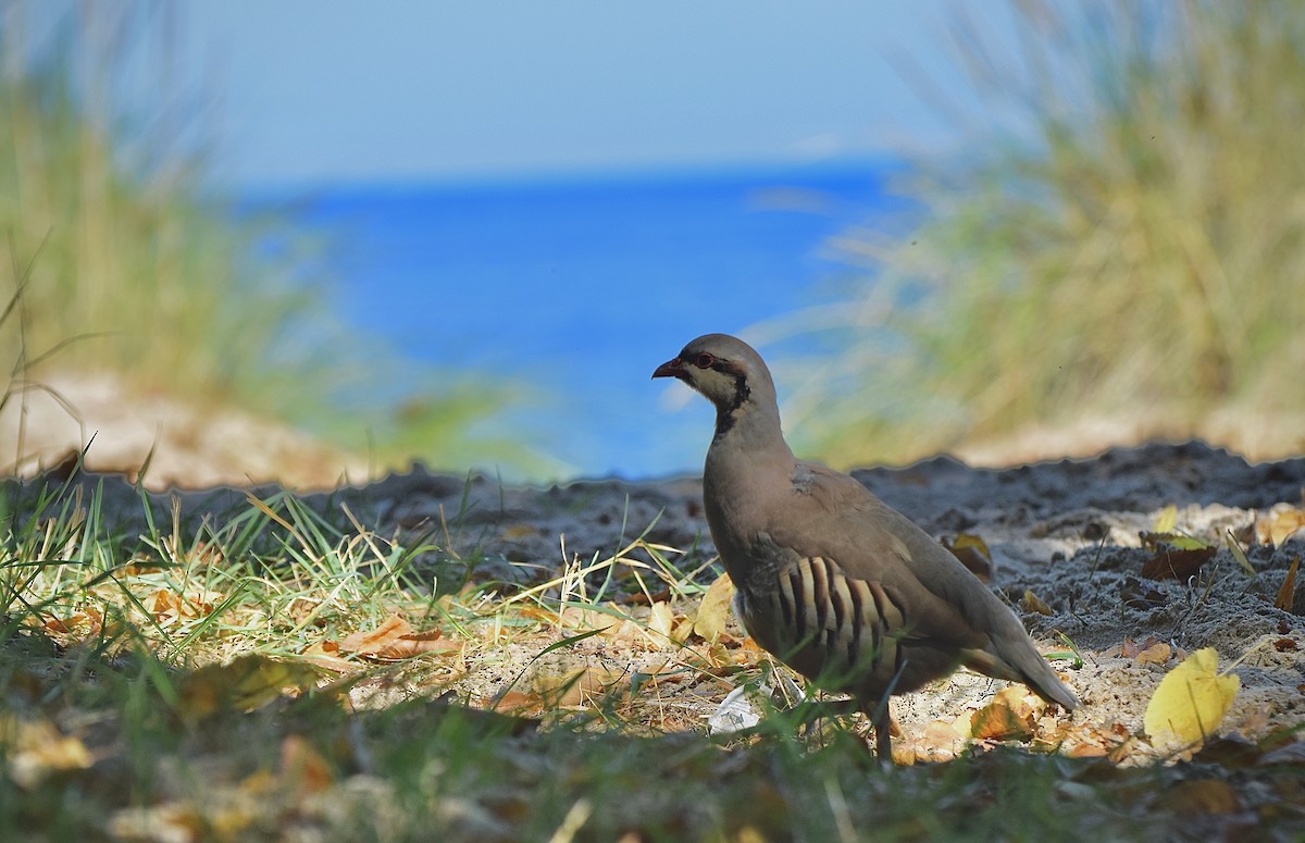 Chukar - ML623993485