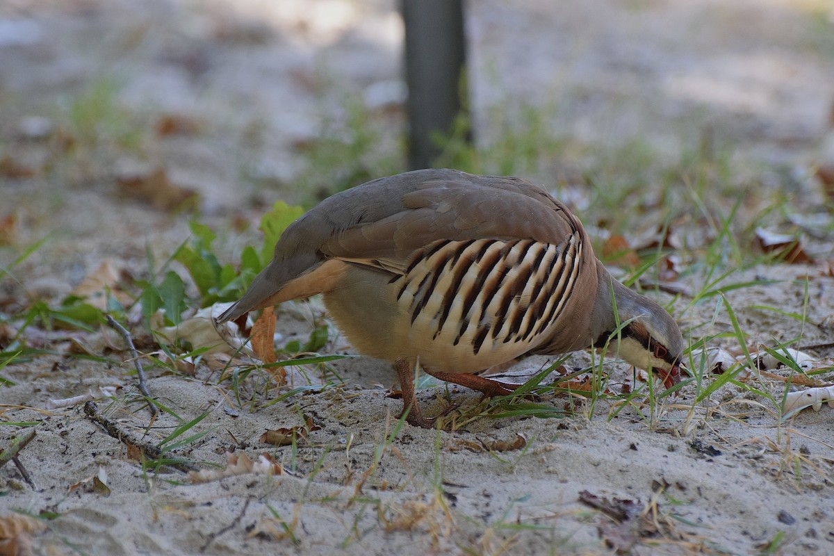 Chukar - ML623993486