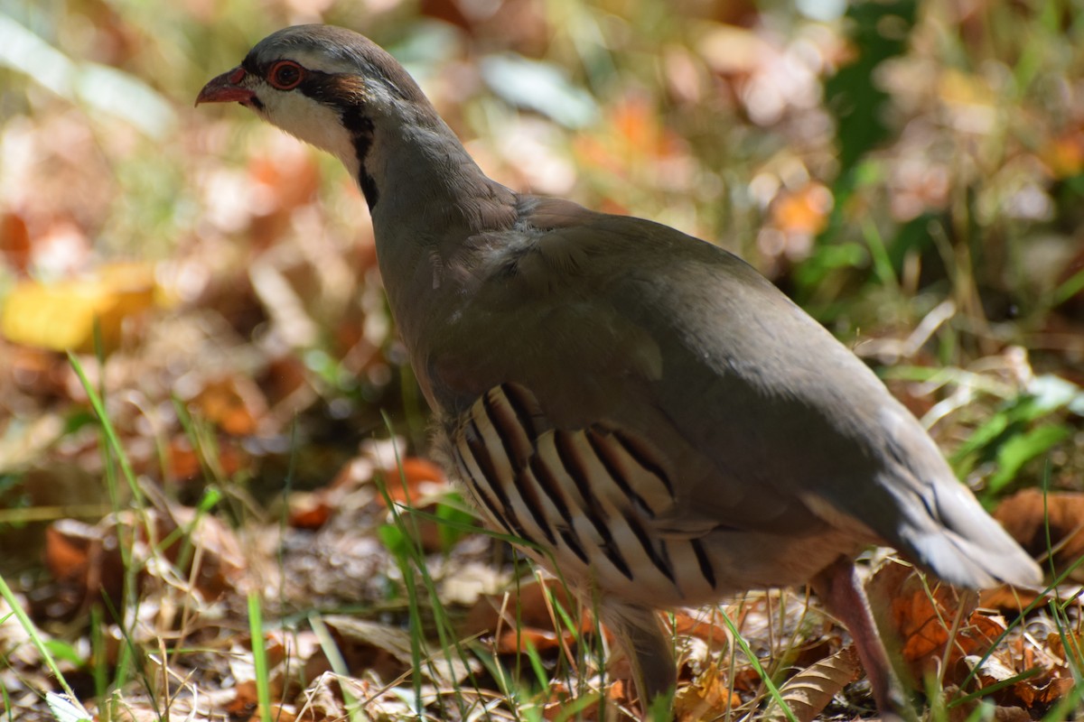 Chukar - ML623993487