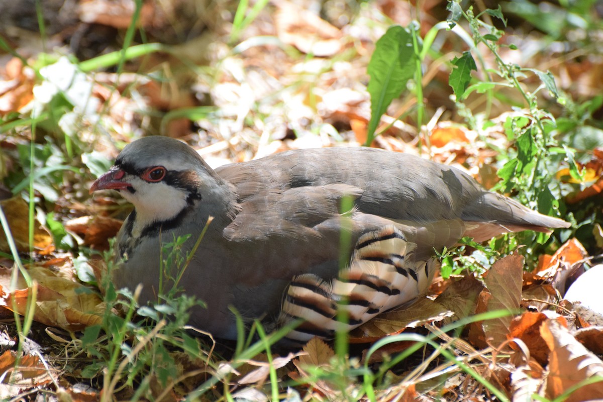 Chukar - ML623993488