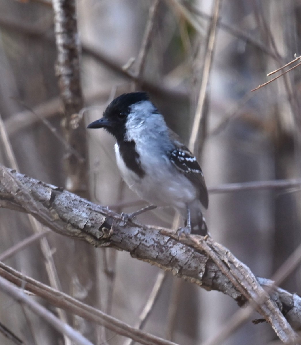 Silvery-cheeked Antshrike - Carol Thompson