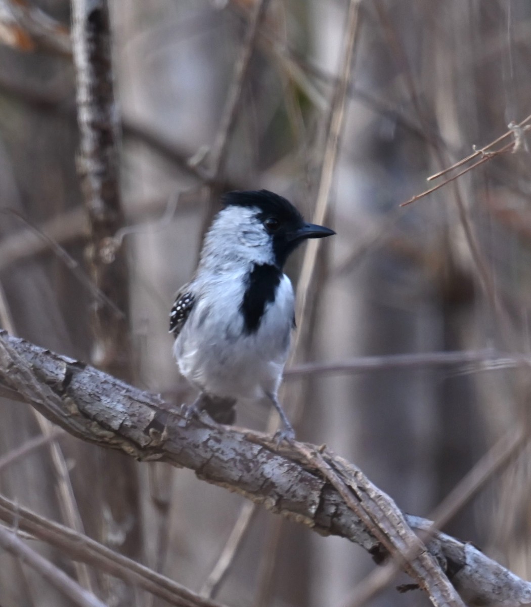 Silvery-cheeked Antshrike - ML623993522