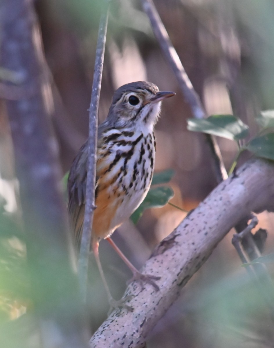 White-browed Antpitta - ML623993527