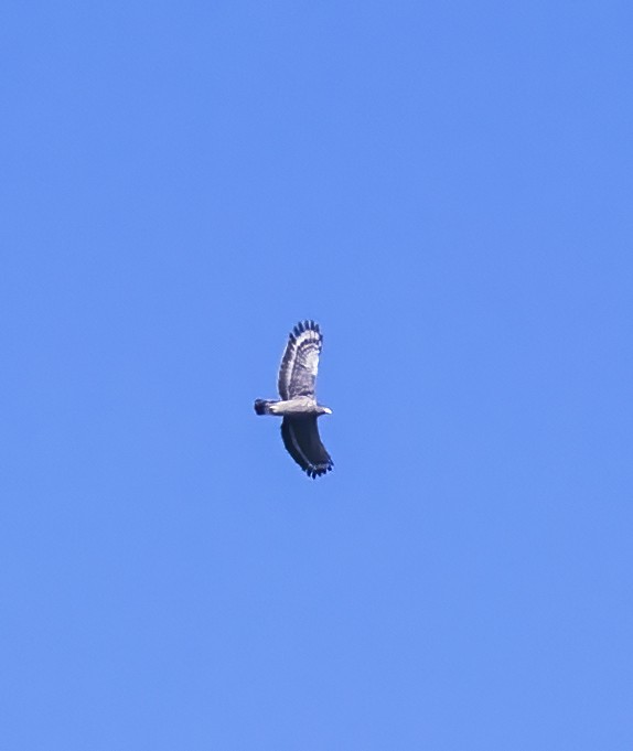 Crested Serpent-Eagle - ML623993547