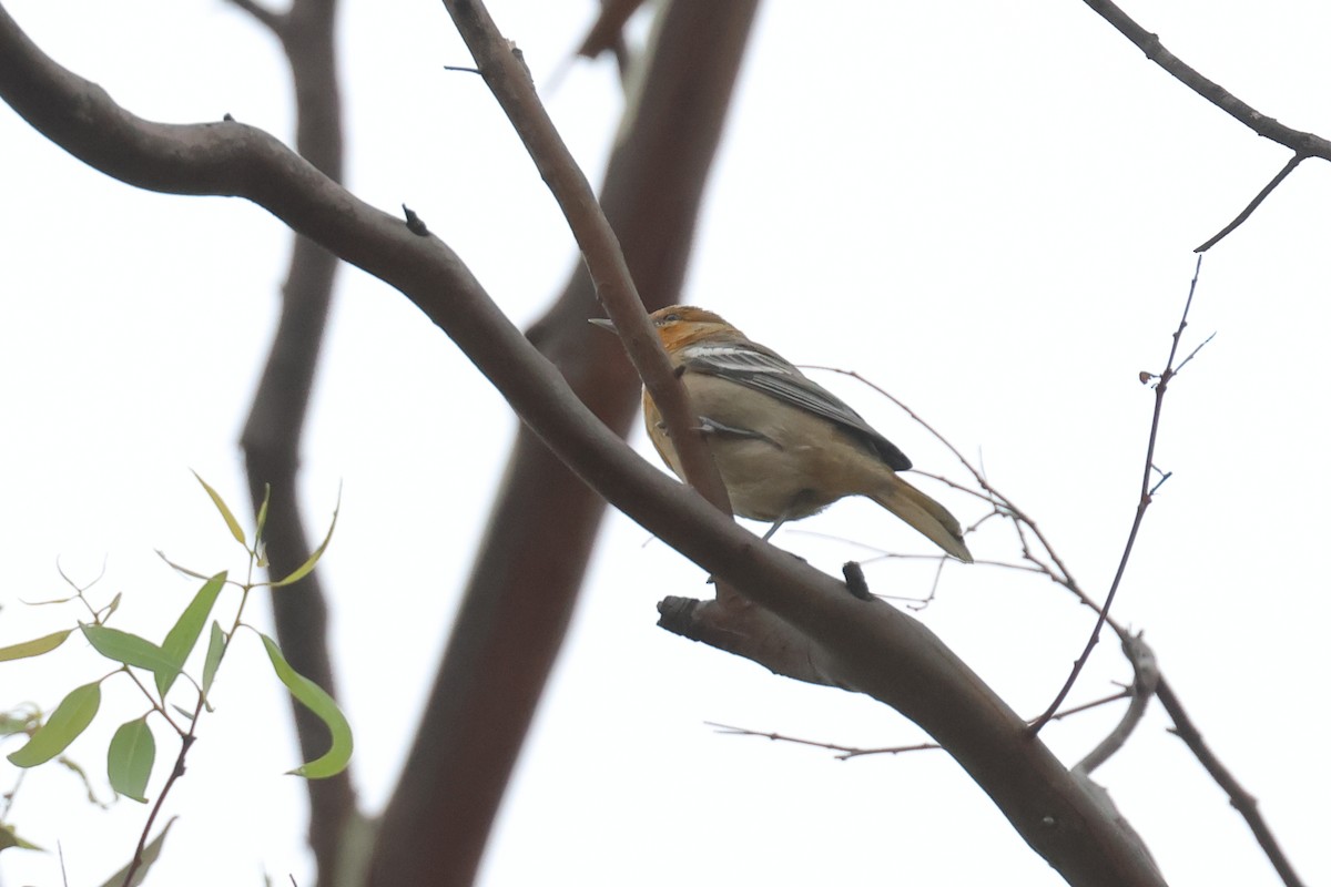 Bullock's Oriole - ML623993548