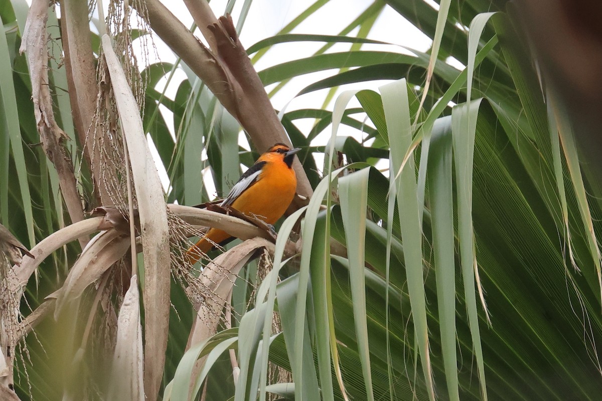 Bullock's Oriole - ML623993552