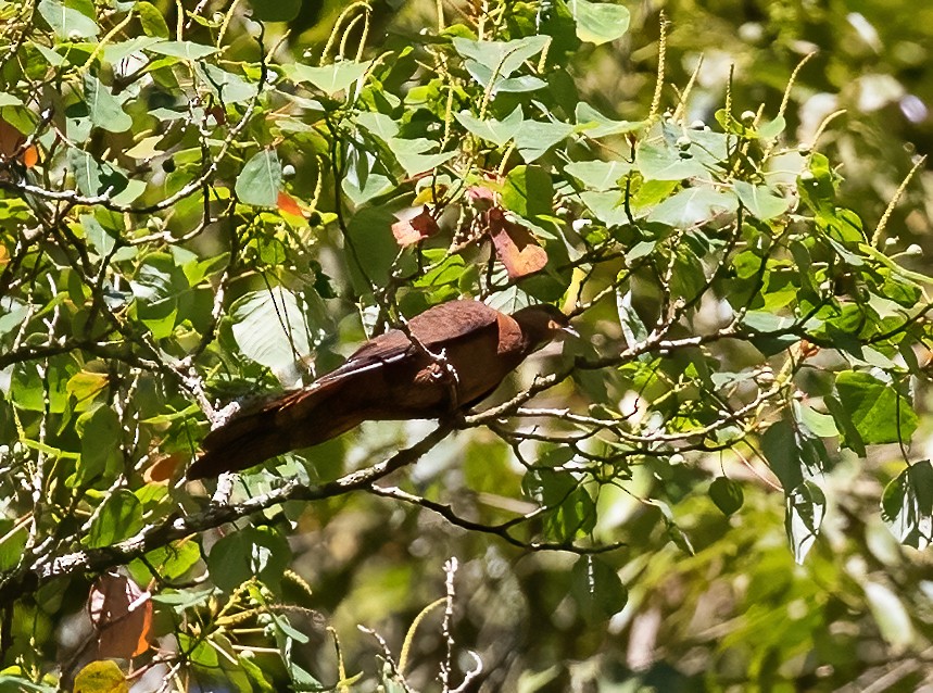 Ruddy Cuckoo-Dove - ML623993560