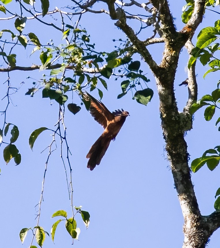 Ruddy Cuckoo-Dove - ML623993561