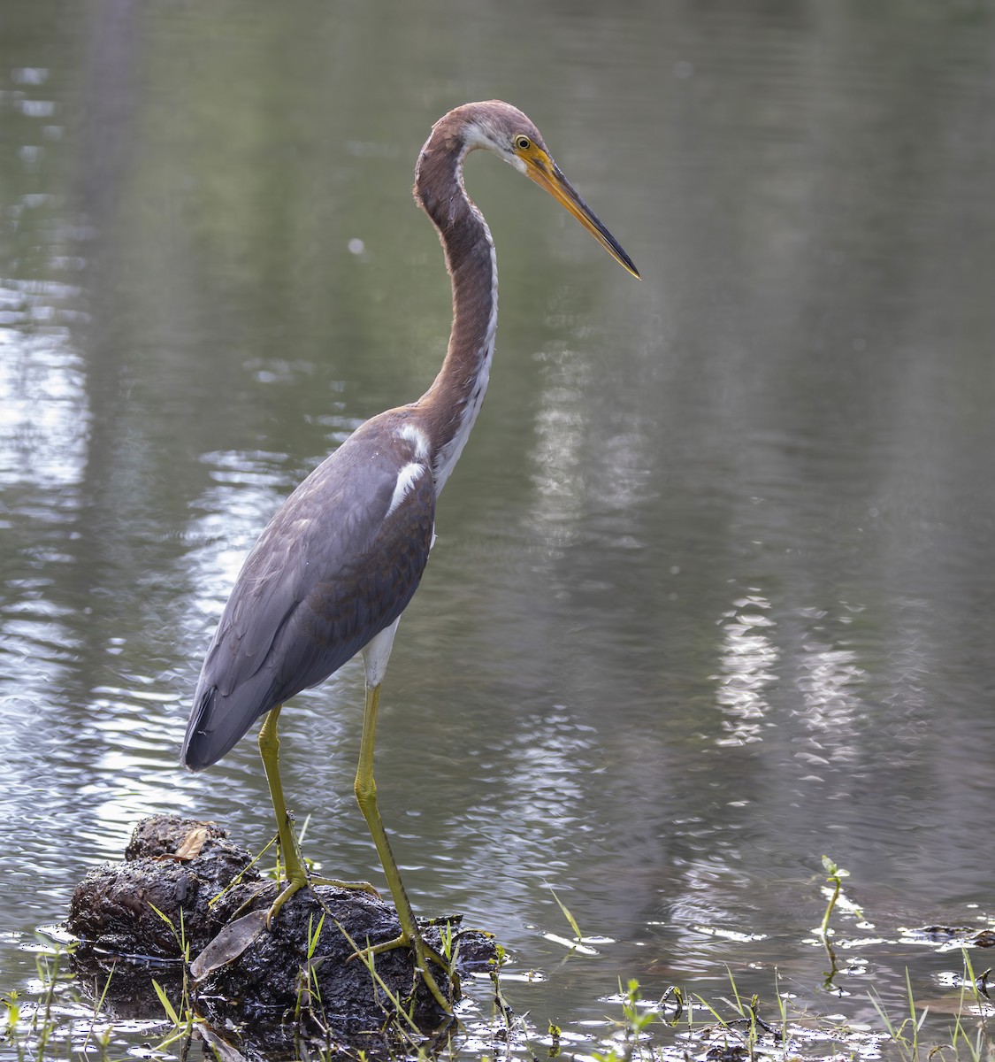 Tricolored Heron - ML623993567