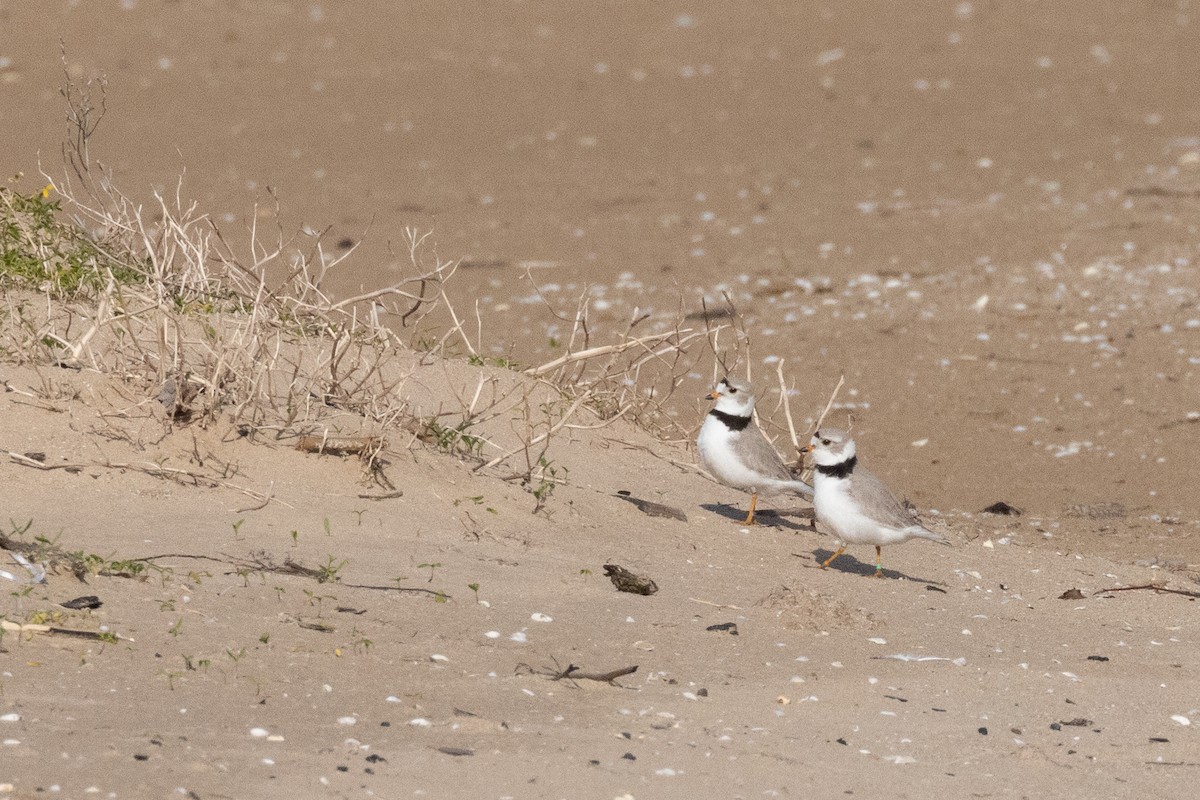 Piping Plover - ML623993568