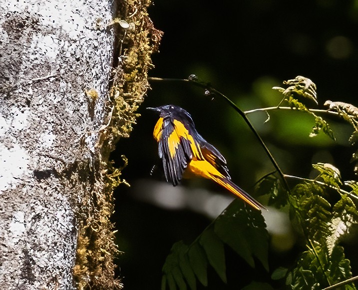 Scarlet Minivet - Peter Seubert