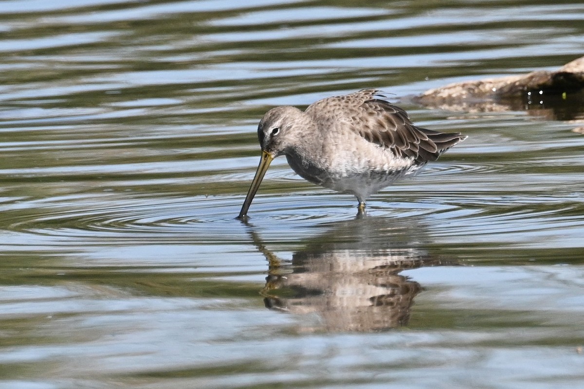 Long-billed Dowitcher - ML623993582