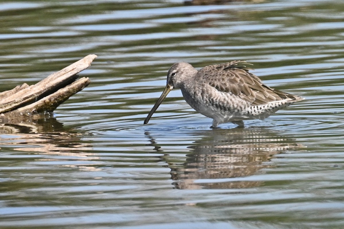 Long-billed Dowitcher - ML623993583