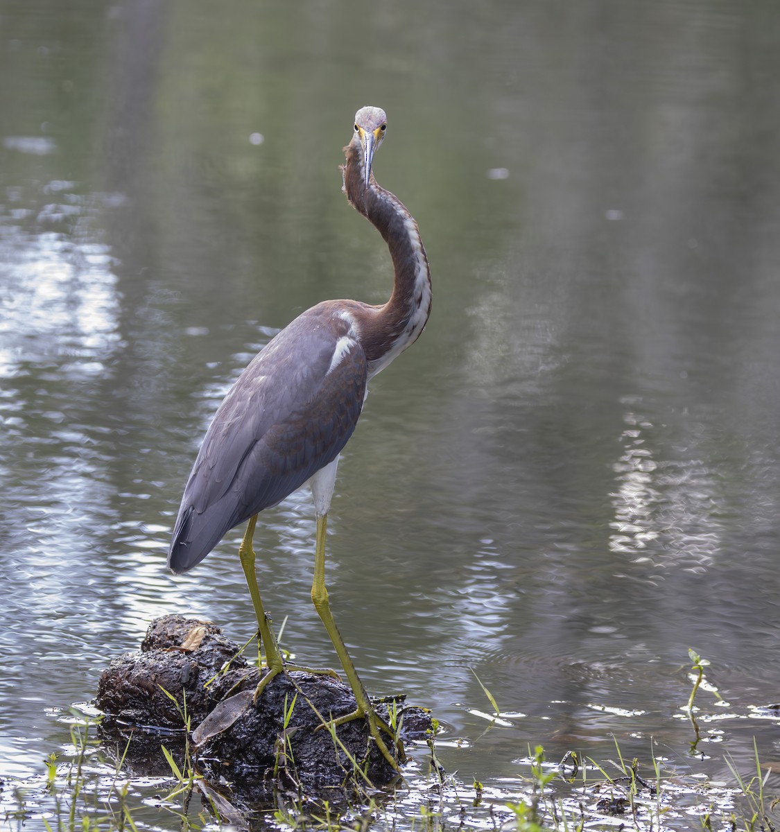 Tricolored Heron - ML623993592