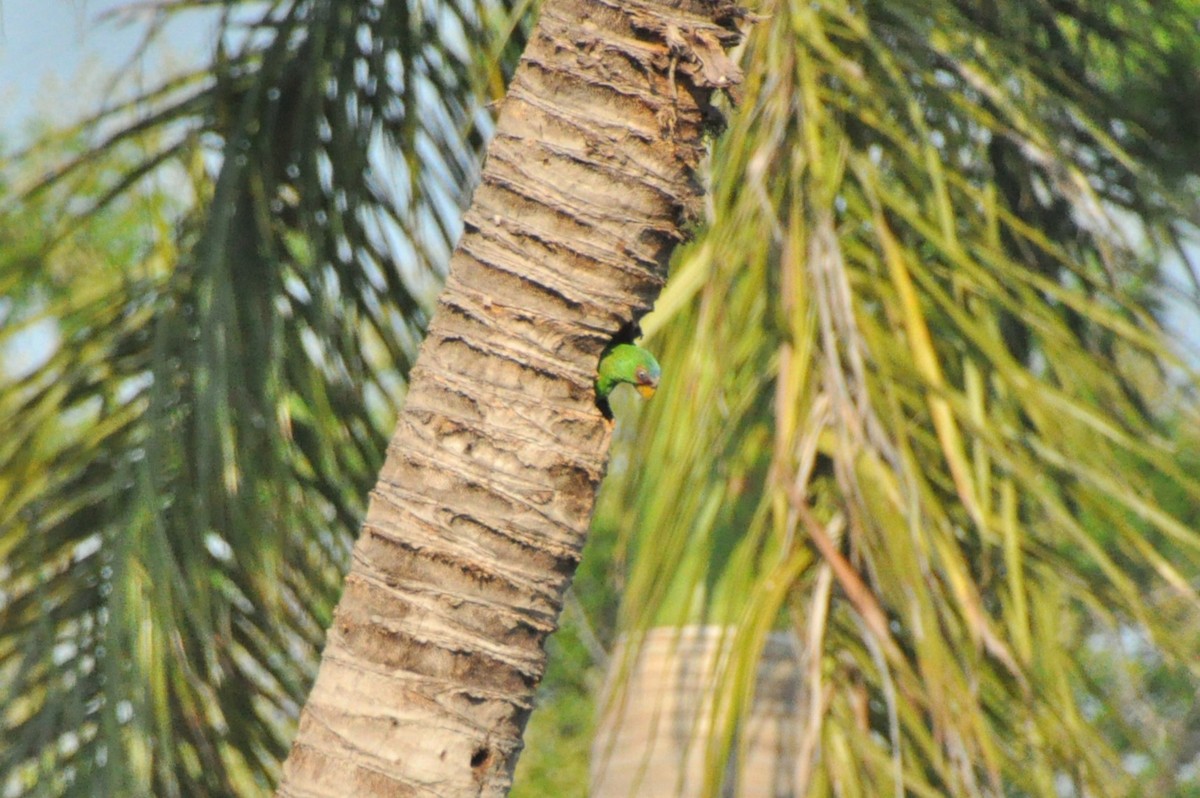 White-fronted Parrot - ML623993594