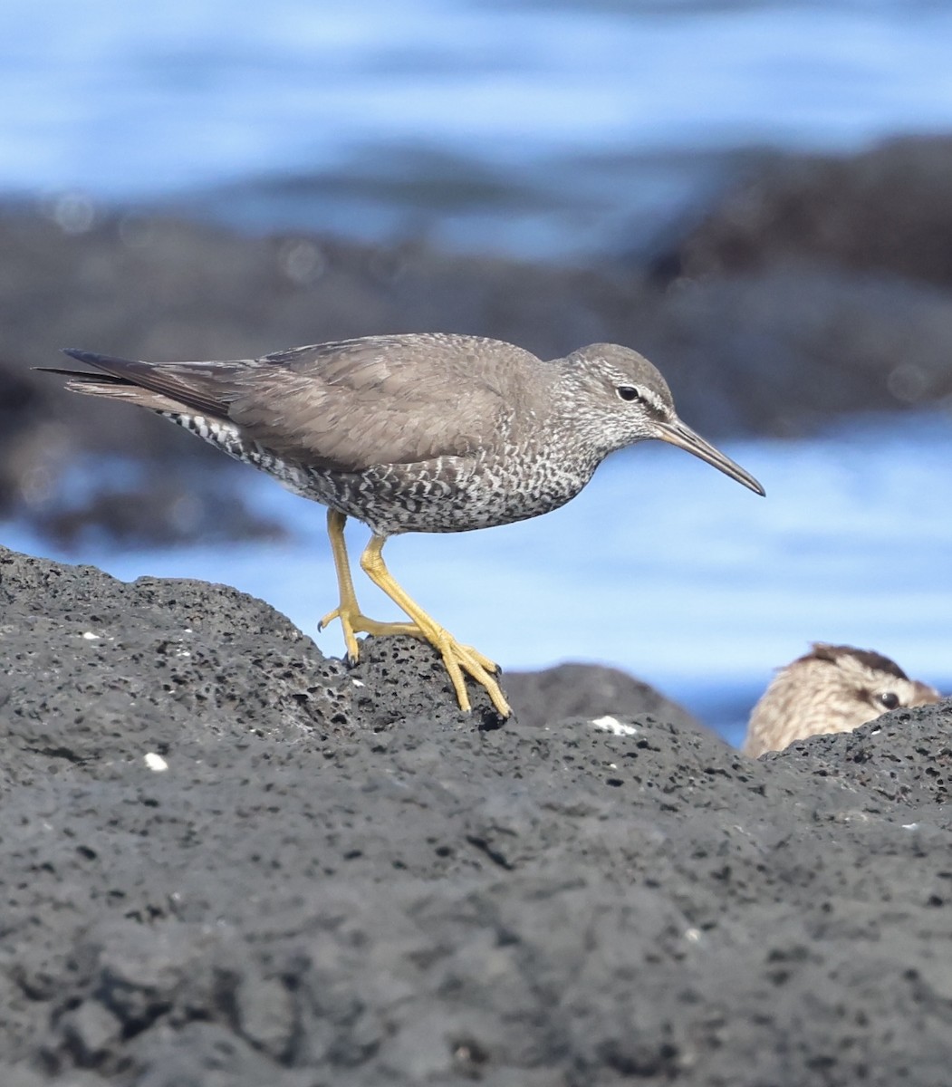 Wanderwasserläufer - ML623993595