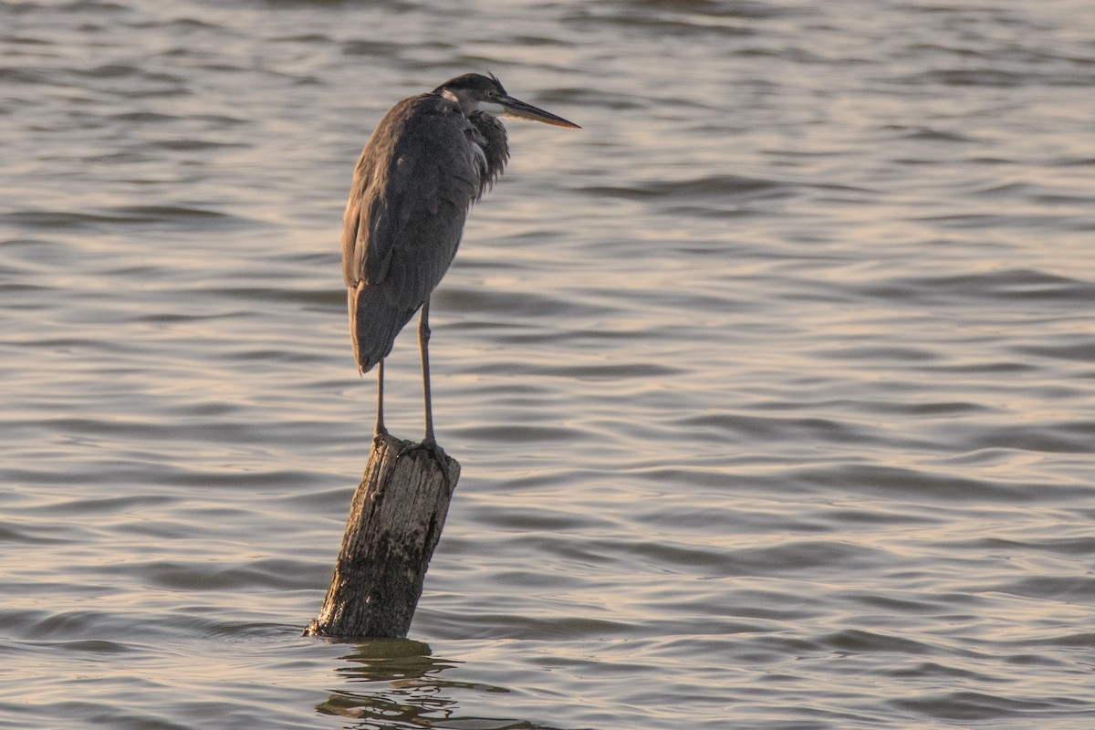 Great Blue Heron - Dale Bargmann