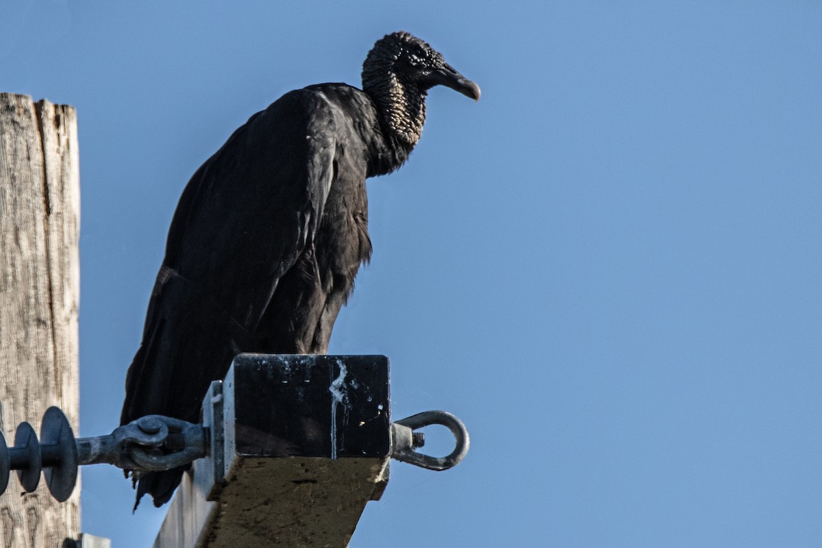 Black Vulture - Dale Bargmann