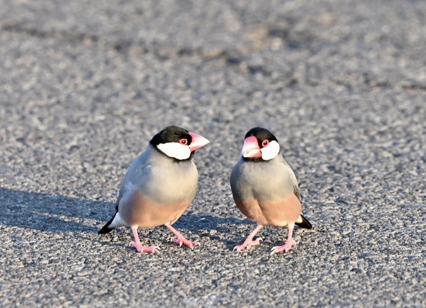 Java Sparrow - ML623993616