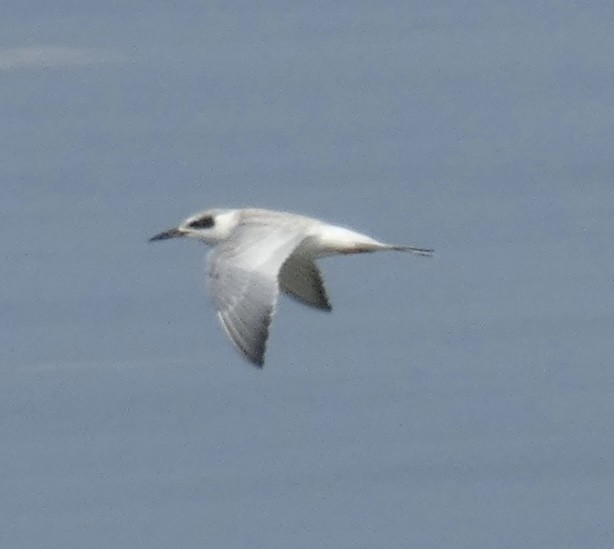 Forster's Tern - ML623993643