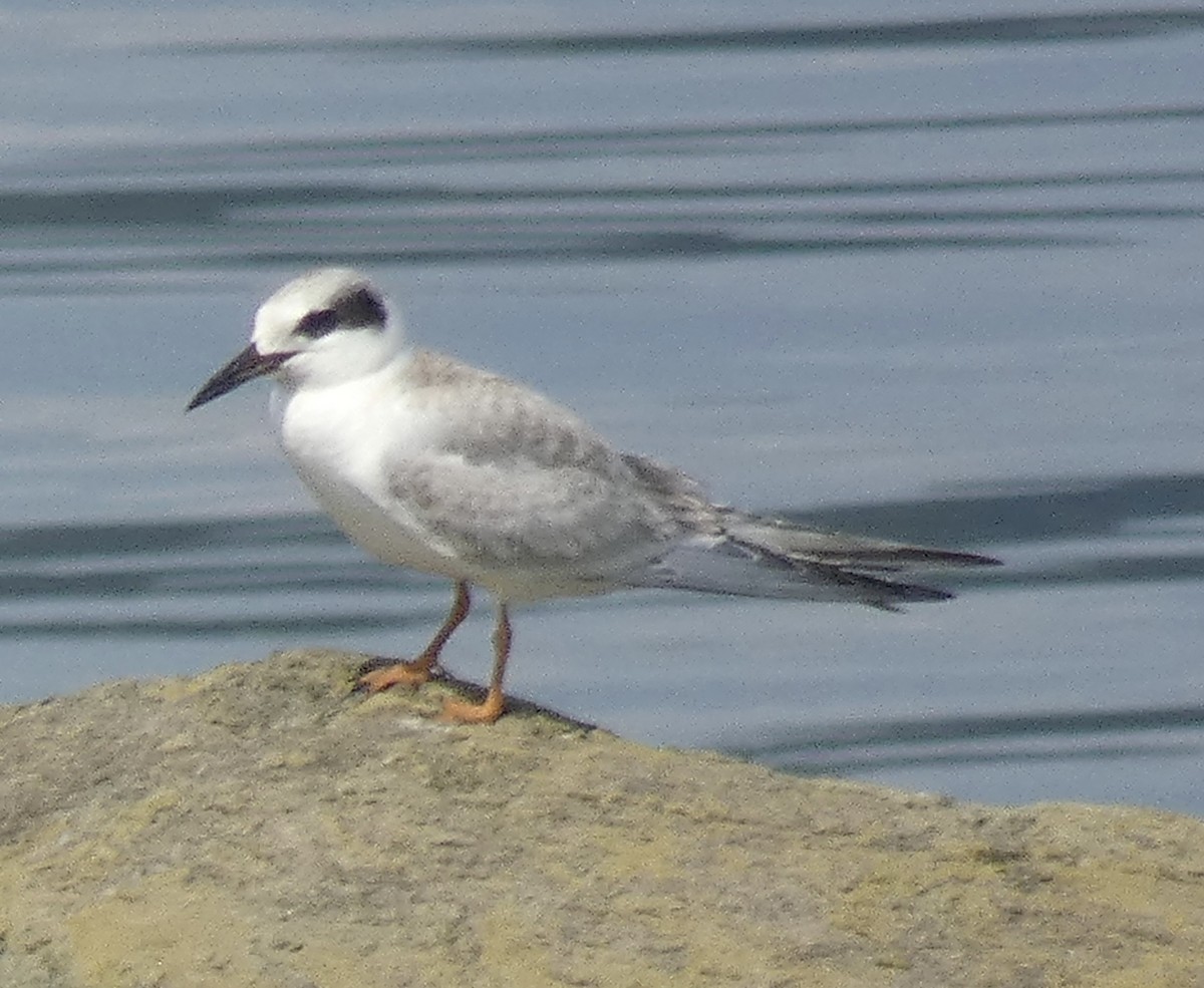 Forster's Tern - ML623993644