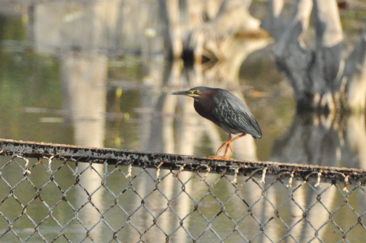 Green Heron - ML623993650