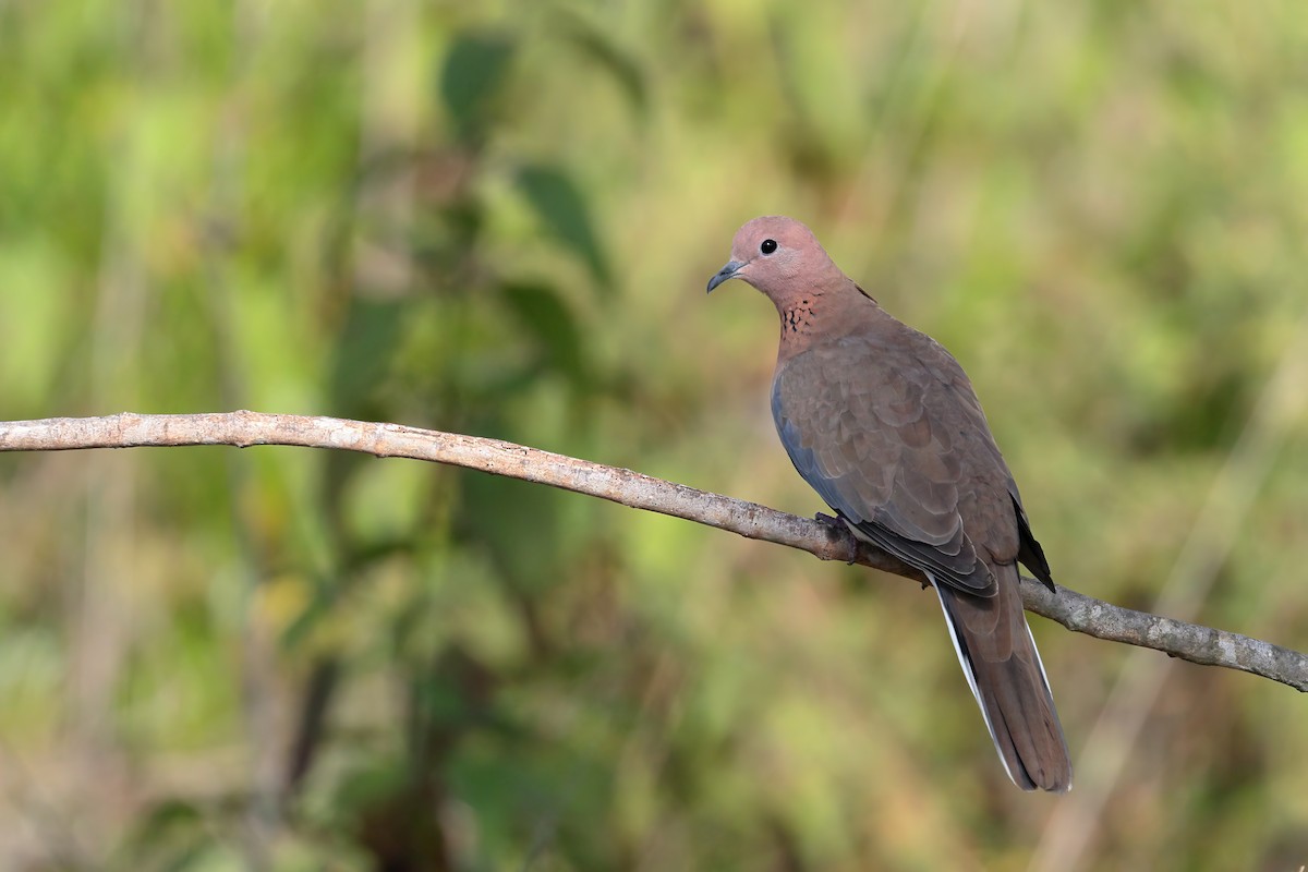 Laughing Dove - ML623993652