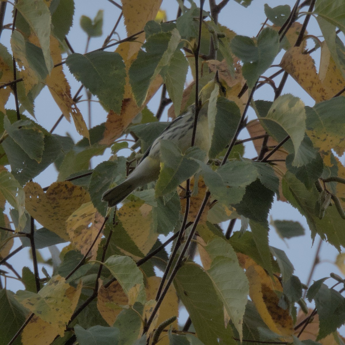 Black-throated Green Warbler - Justin Merry