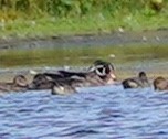 Wood Duck - ML623993662