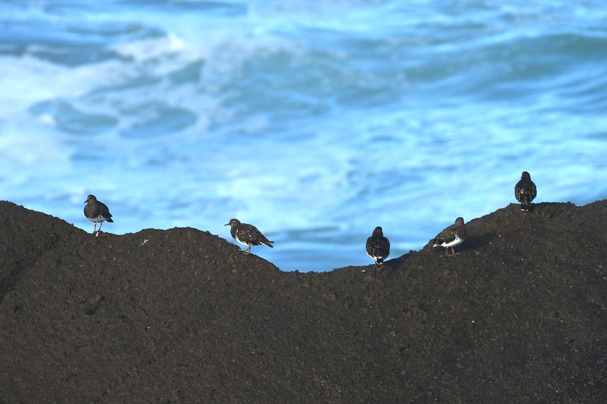 Black Turnstone - ML623993663