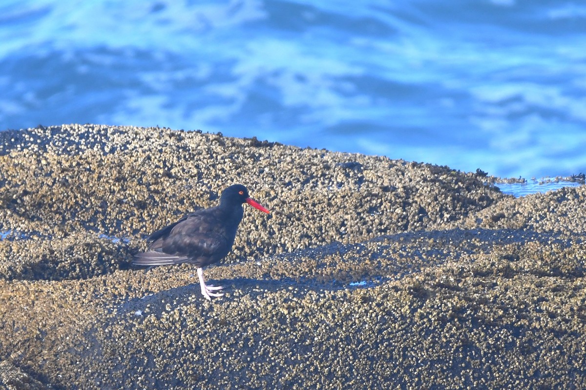 Black Oystercatcher - ML623993676