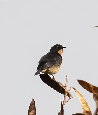 Blood-breasted Flowerpecker - Peter Seubert