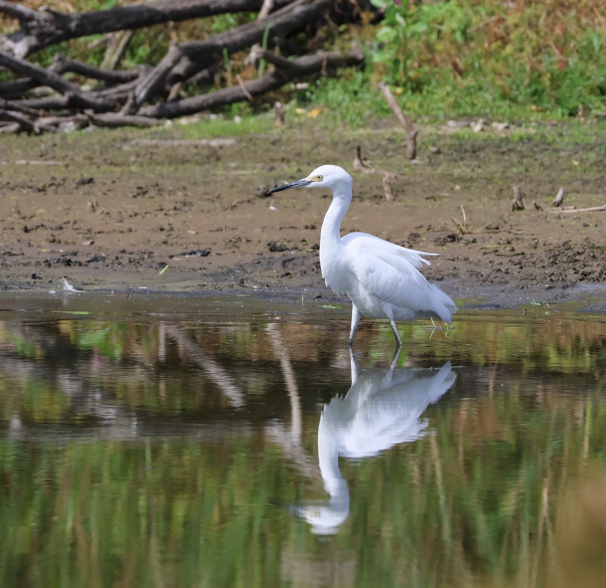 Snowy Egret - ML623993691