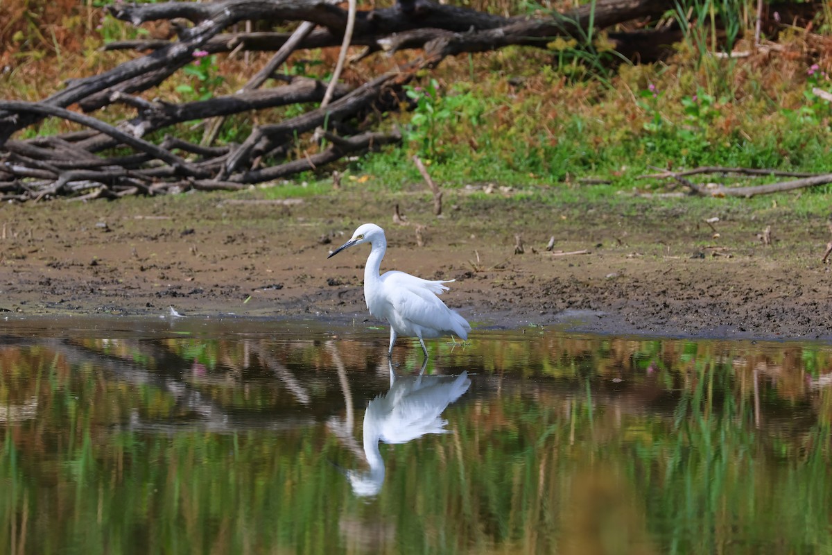 Snowy Egret - ML623993692