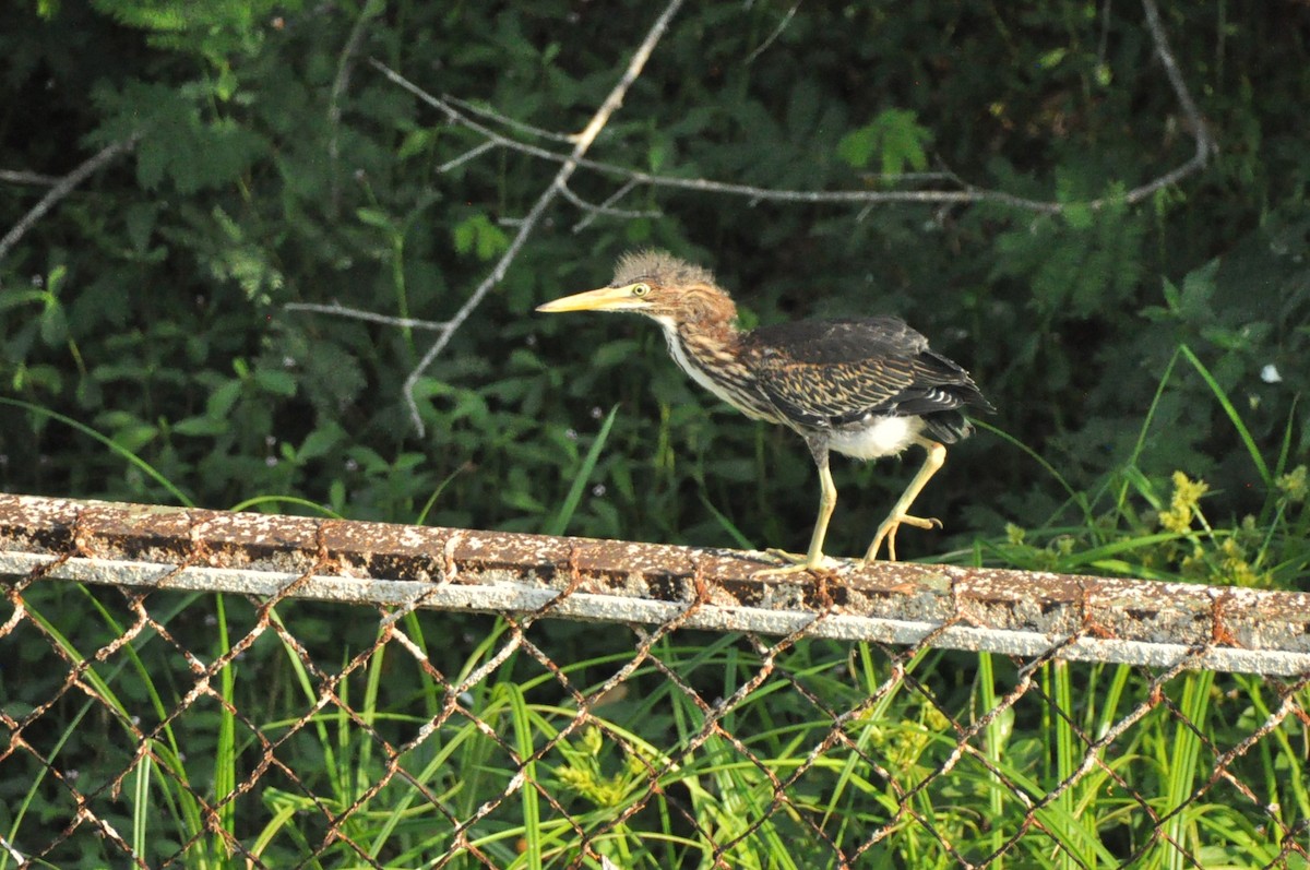 Green Heron - ML623993711