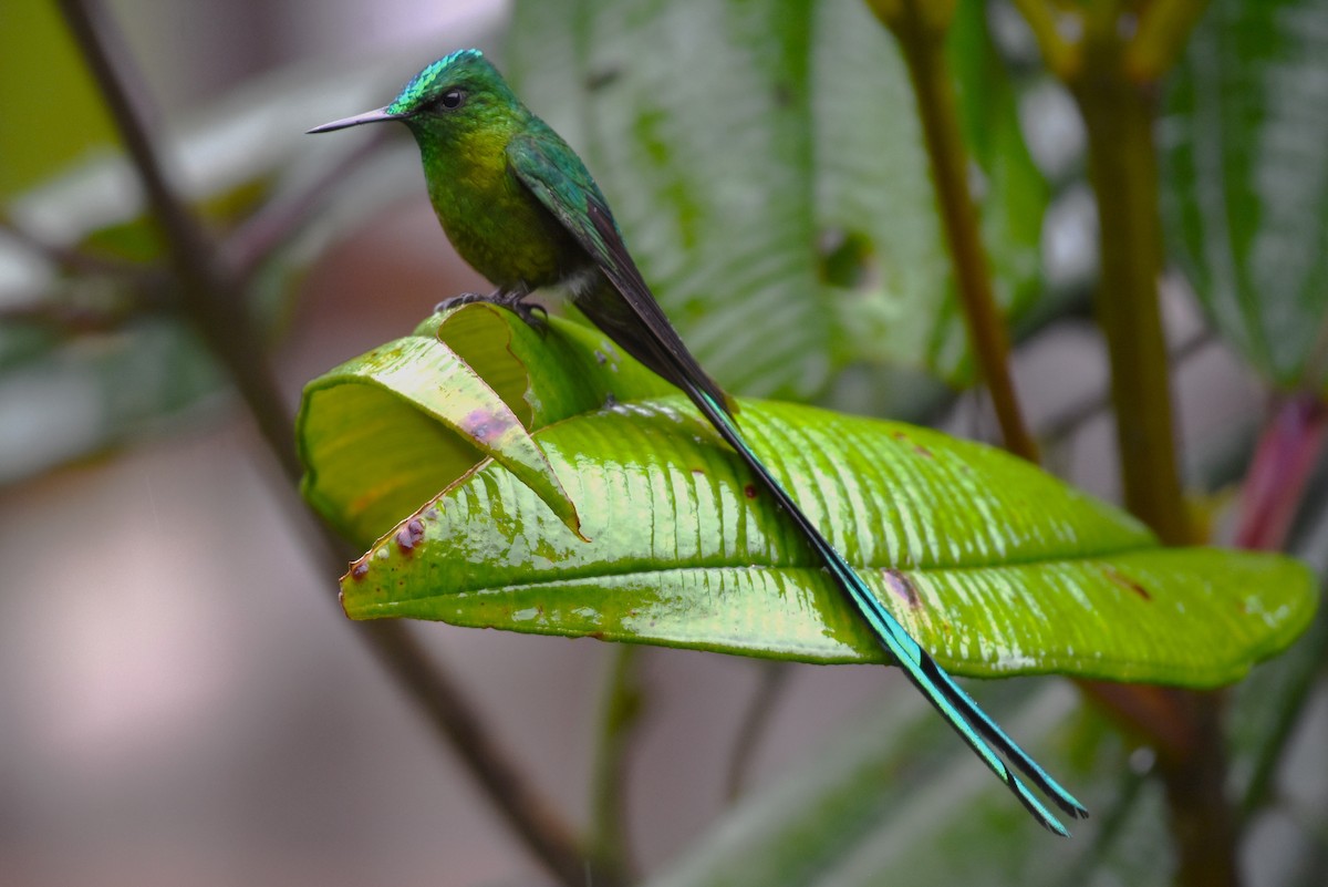 Long-tailed Sylph - ML623993727