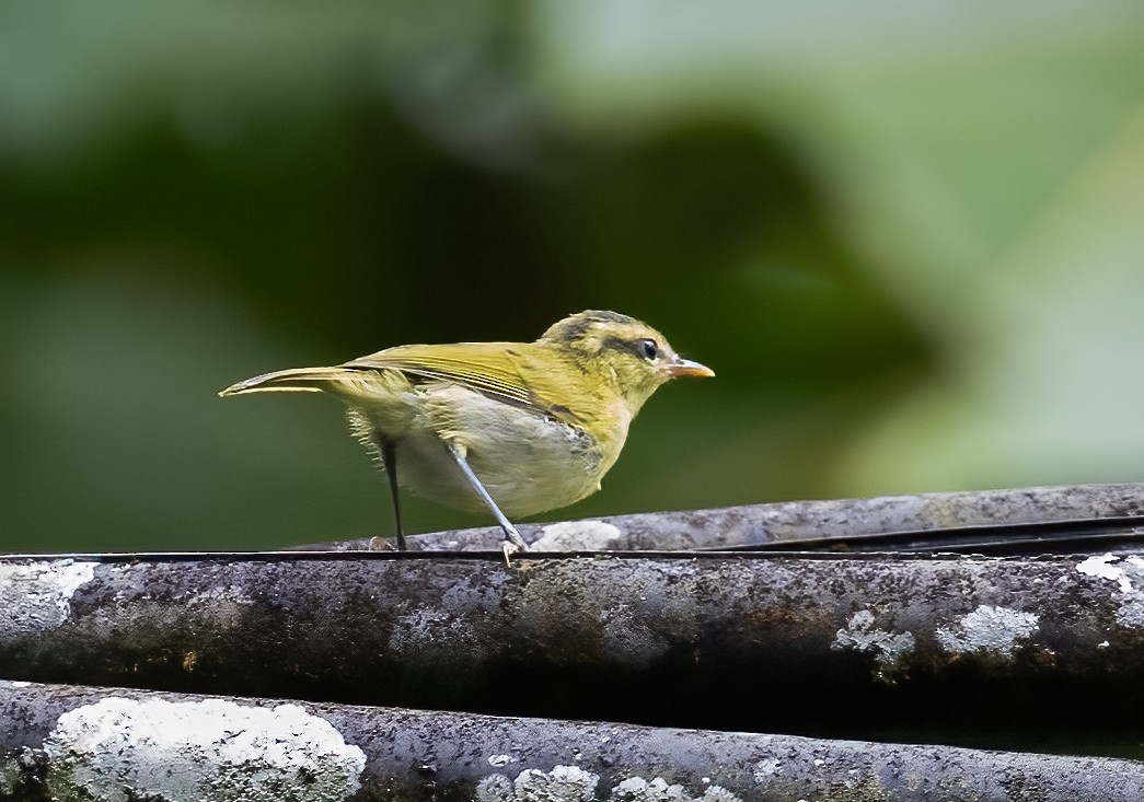 Mountain Leaf Warbler - ML623993733