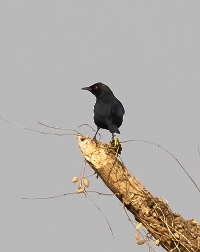 Short-tailed Starling - ML623993746