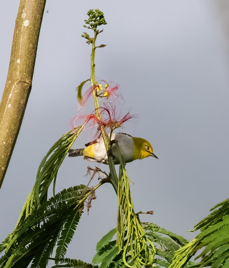 Warbling White-eye - ML623993763