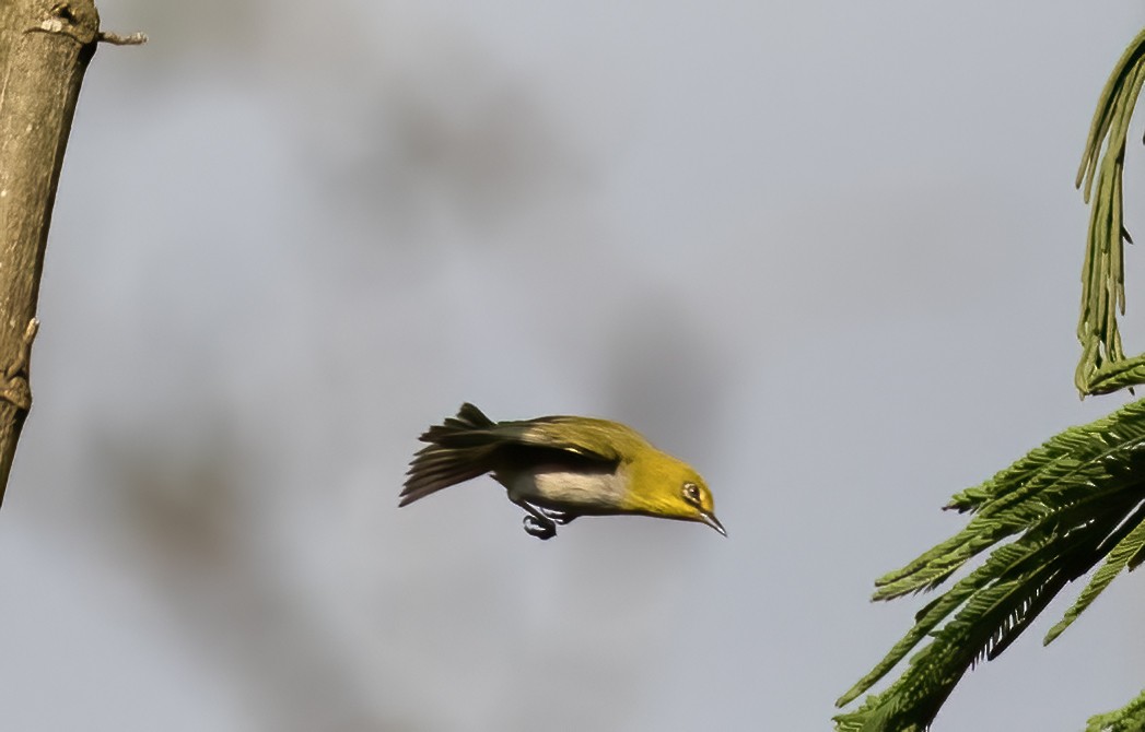 Warbling White-eye - ML623993764