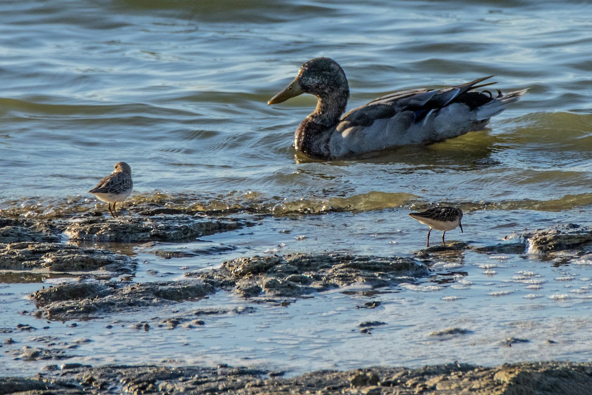 Canard colvert - ML623993781