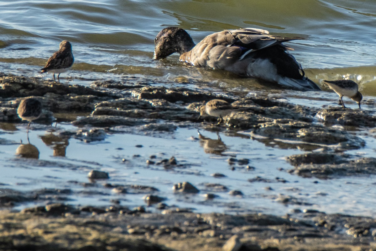 Canard colvert - ML623993782