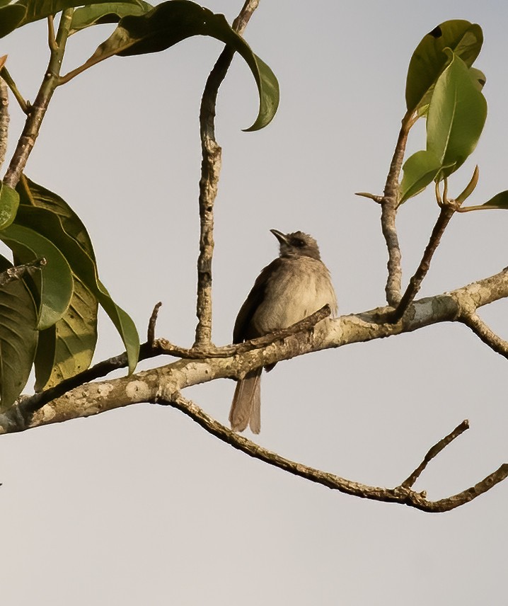 Yellow-vented Bulbul - ML623993784