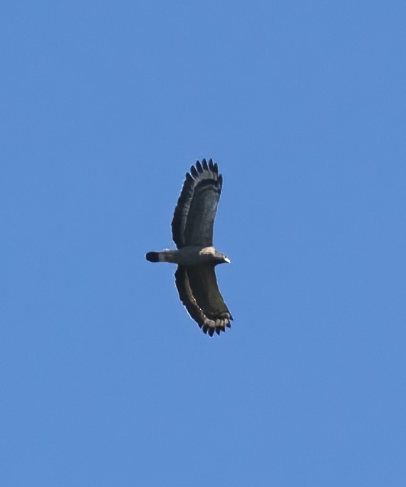 Crested Serpent-Eagle - ML623993834