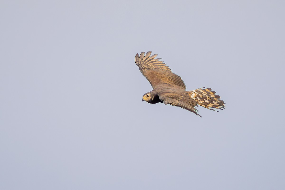 Aguilucho de Azara - ML623993853