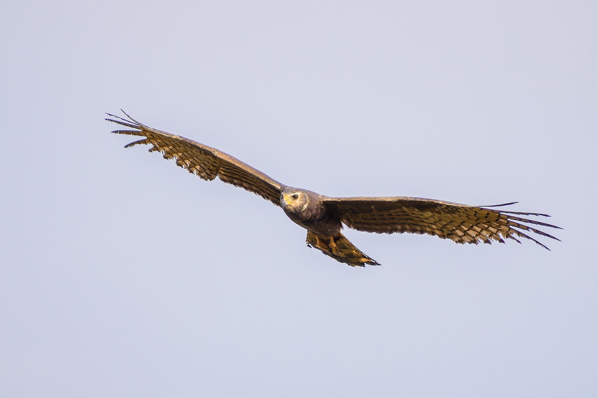 Aguilucho de Azara - ML623993856